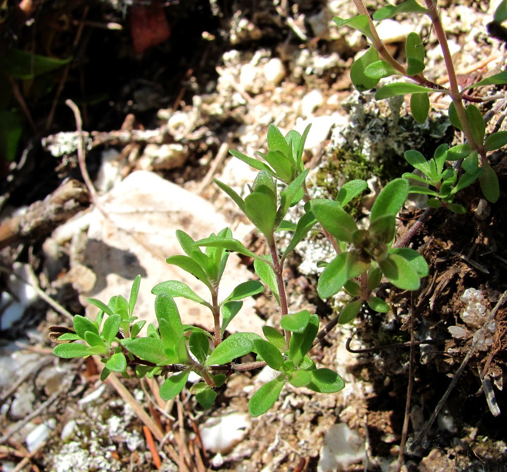 Изображение особи род Thymus.