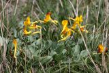 Corydalis sewerzowii