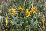 Corydalis sewerzowii. Цветущие растения. Южный Казахстан, вершина 797.3 0.5 км западнее шоссе Корниловка-Пестели. 28.03.2013.
