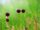 Allium rotundum. Соцветия. Украина, Запорожье, о-в Хортица. 11.06.2009.