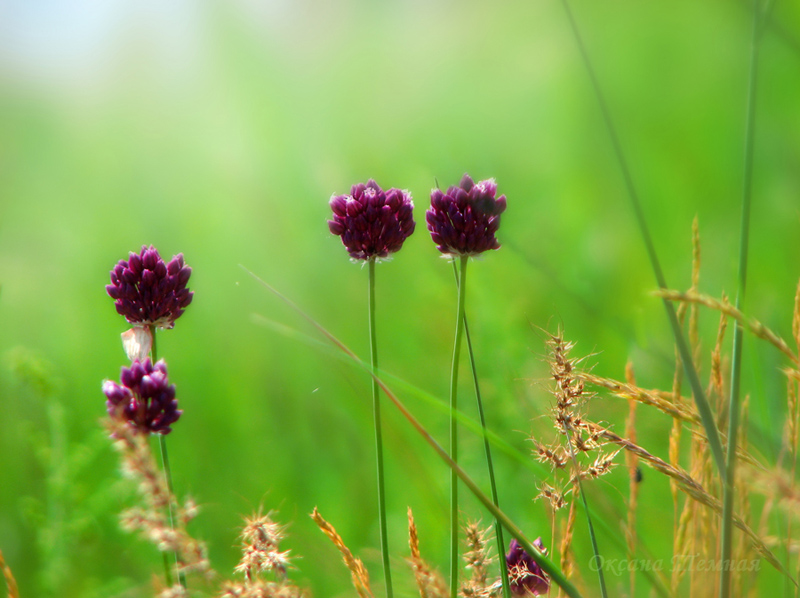 Изображение особи Allium rotundum.