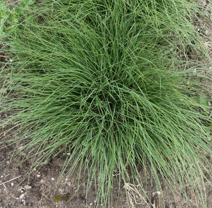 Image of Bouteloua aristidoides specimen.