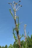 Cirsium palustre. Верхняя часть побега. Костромская обл., г. Кострома, пойма реки Солоница. 16 июня 2013 г.