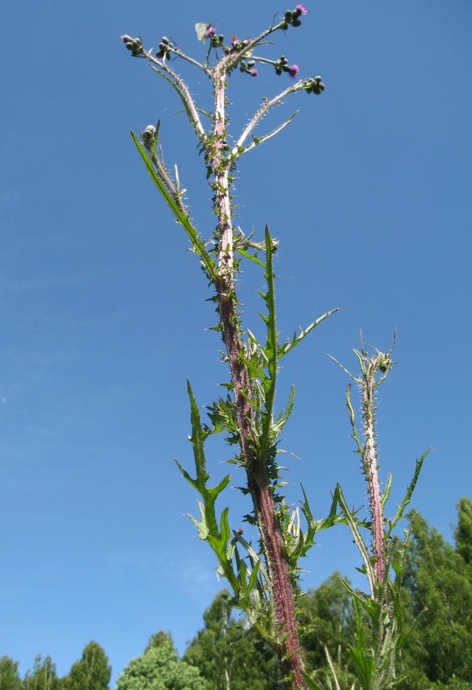 Изображение особи Cirsium palustre.