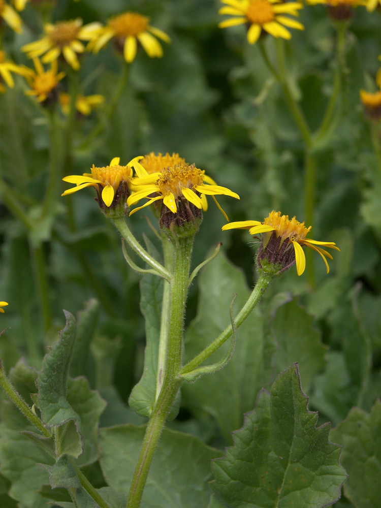 Image of Senecio taraxacifolius specimen.