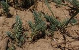 Sedum reflexum. Вегетирующие молодые растения. Украина, г. Одесса, Аркадия, склон возле Тропы здоровья. 20.06.2013.