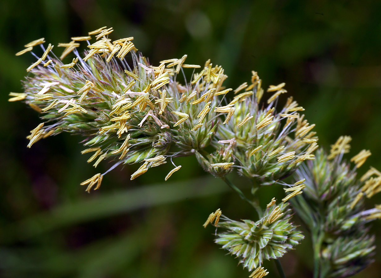 Изображение особи Dactylis glomerata.