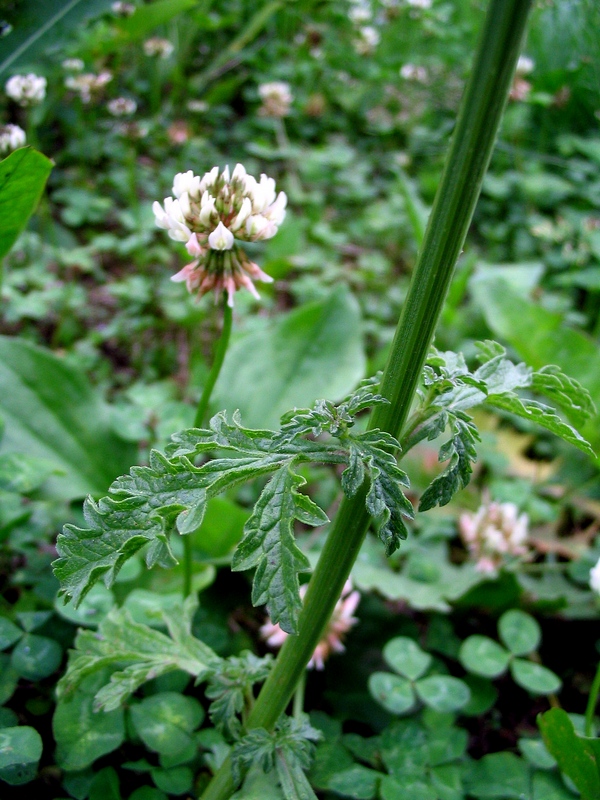 Image of Verbena officinalis specimen.