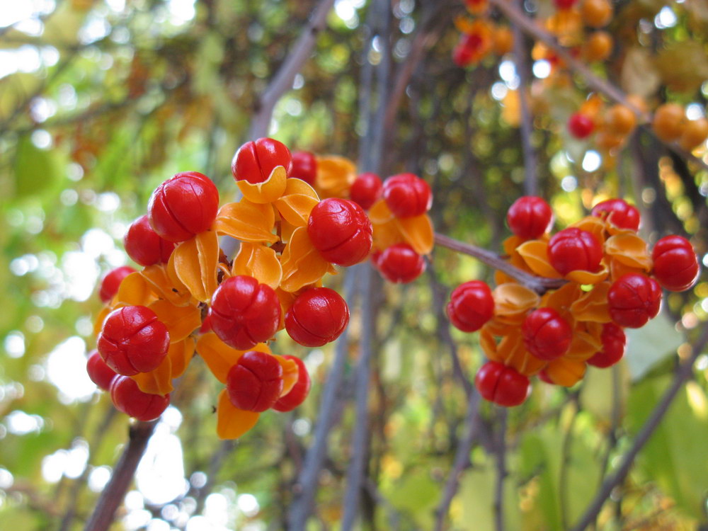 Изображение особи Celastrus orbiculata.