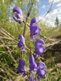 Aconitum turczaninowii. Соцветие. Республика Бурятия, Баунтовский эвенкийский р-н, окр. пос. Северный, долина р. Има, береговая граница разнотравного сырого луга. 04.08.2013.