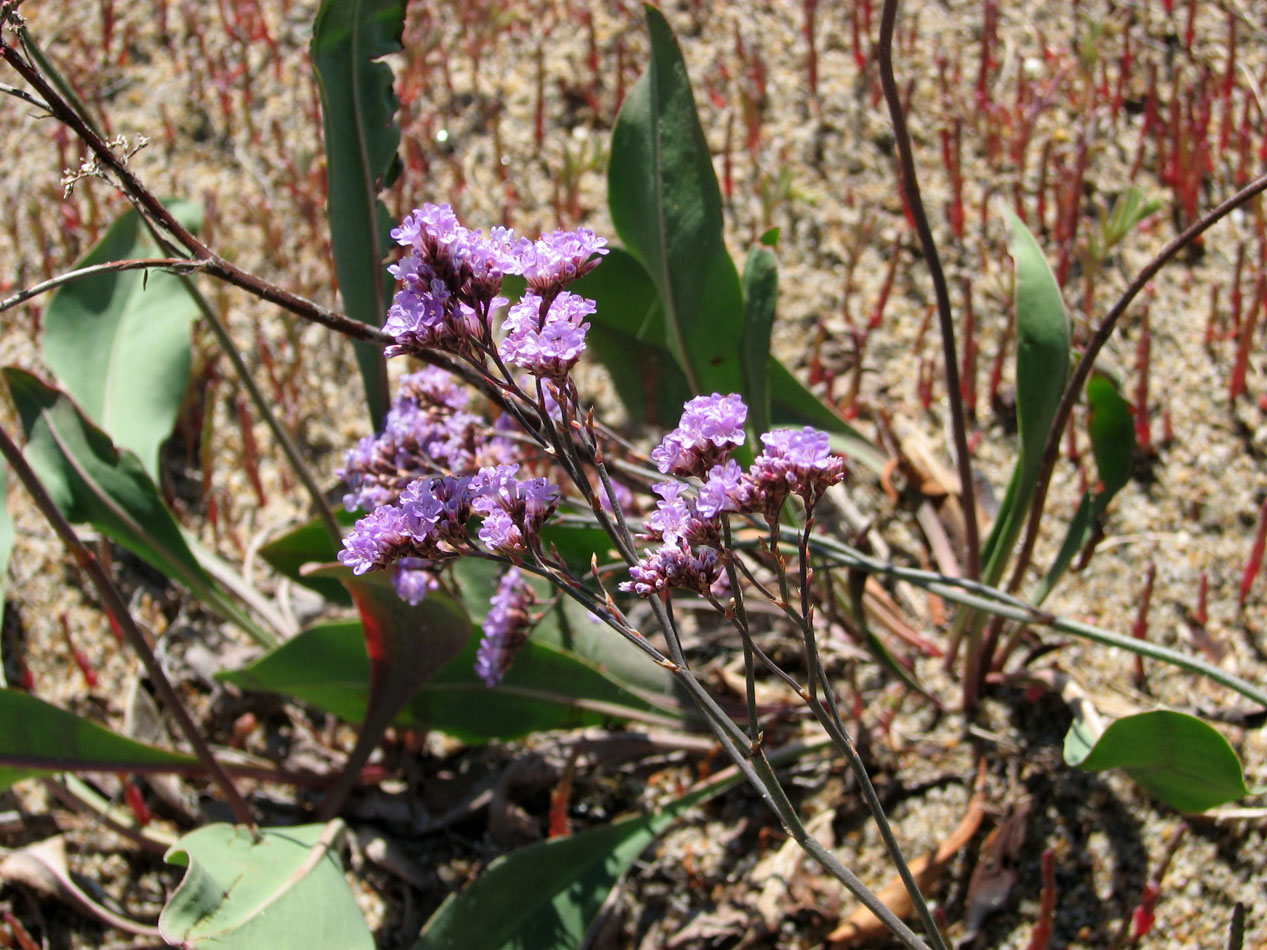 Изображение особи Limonium &times; erectiflorum.