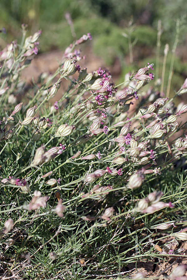 Image of Silene brahuica specimen.