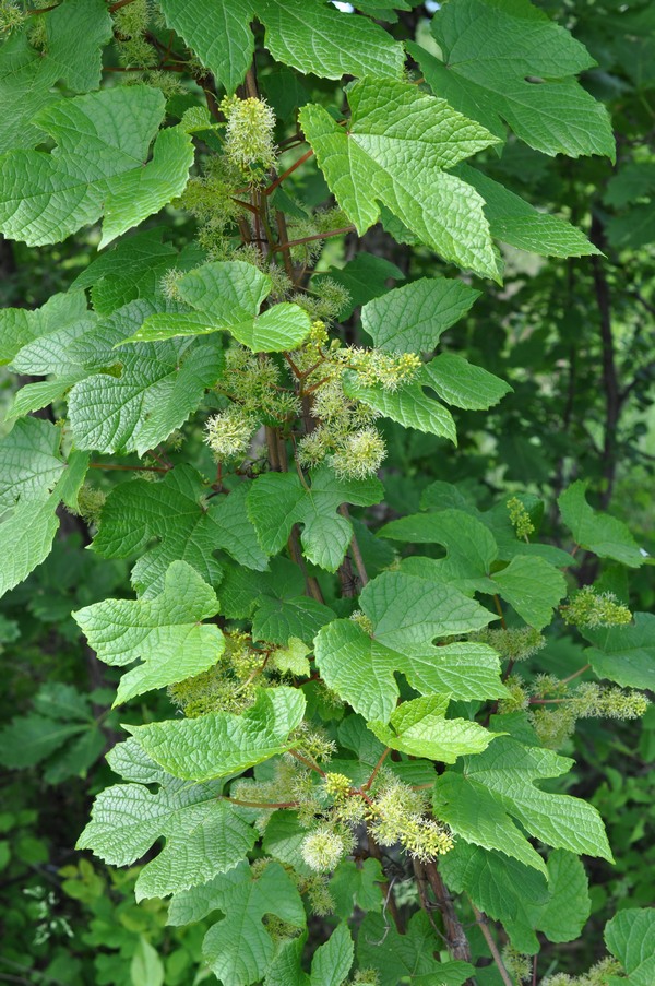 Image of Vitis amurensis specimen.