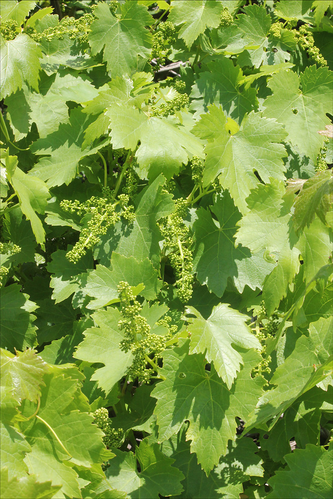 Image of Vitis vinifera specimen.