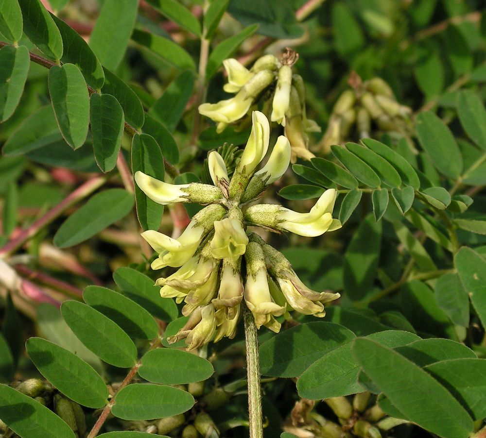 Image of Astragalus schelichowii specimen.