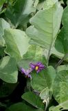 Solanum melongena. Цветки и листья. Германия, г. Дюссельдорф, Ботанический сад университета. 14.08.2013.