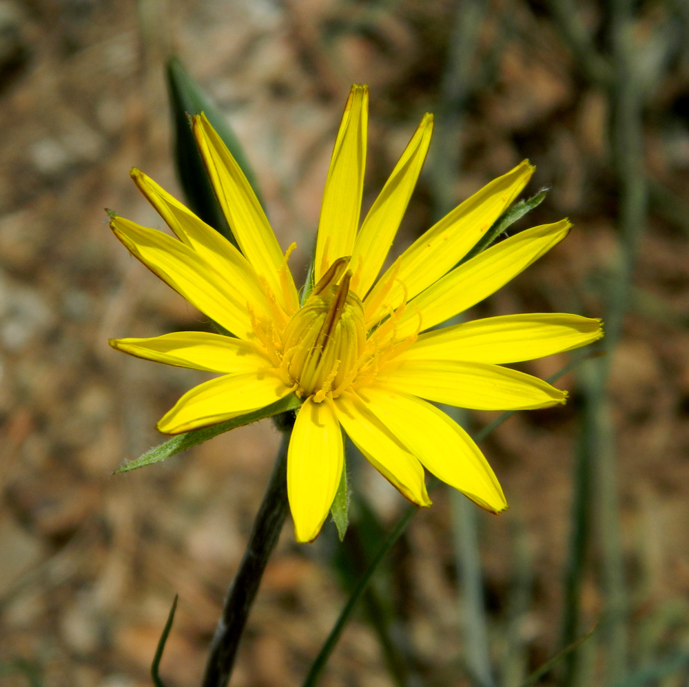 Изображение особи род Tragopogon.