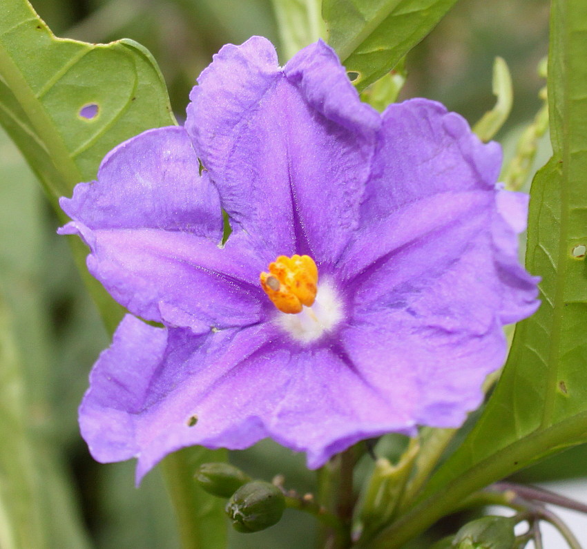 Изображение особи Solanum laciniatum.