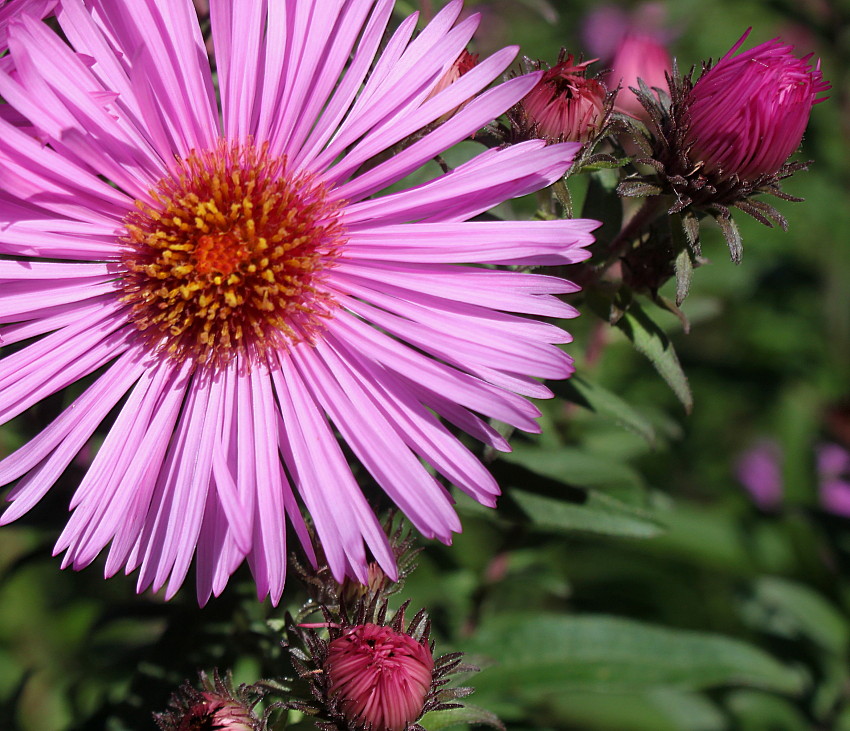 Изображение особи Symphyotrichum novae-angliae.