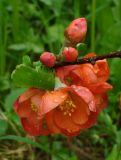 Chaenomeles japonica. Верхняя часть побега с цветами и бутонами после дождя. Ярославская обл, Переславский р-н, национальный парк \"Плещеево озеро\", дендросад. 20 мая 2013 г.