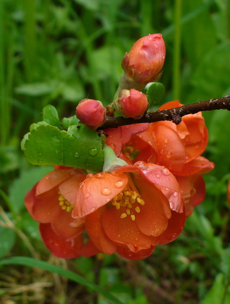 Image of Chaenomeles japonica specimen.