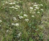 Pimpinella saxifraga