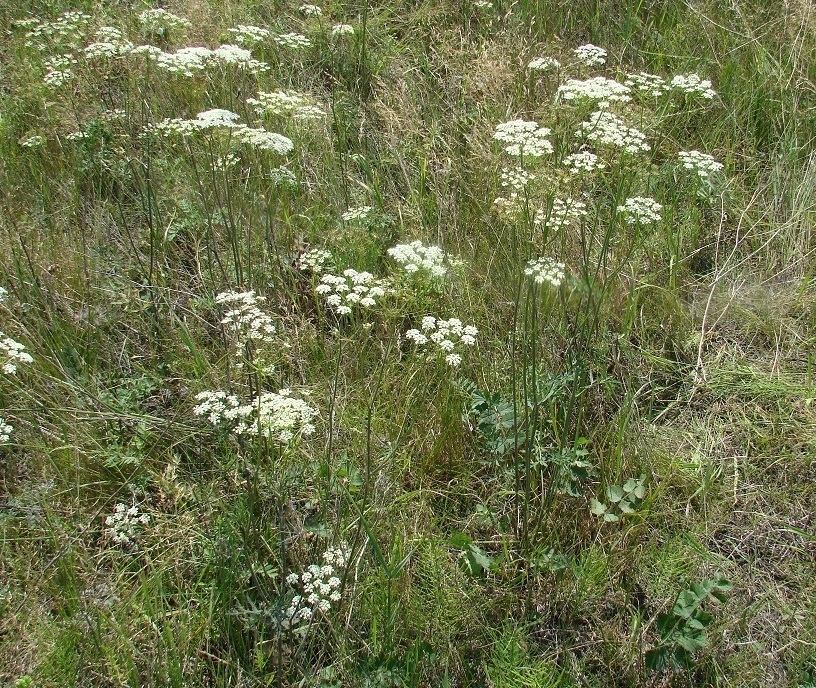 Изображение особи Pimpinella saxifraga.