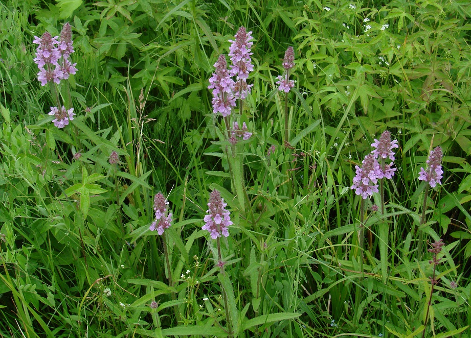 Изображение особи Stachys aspera.