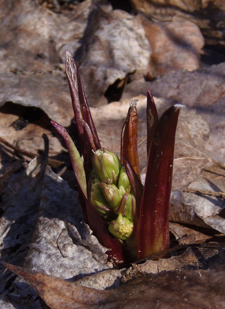 Изображение особи Petasites spurius.