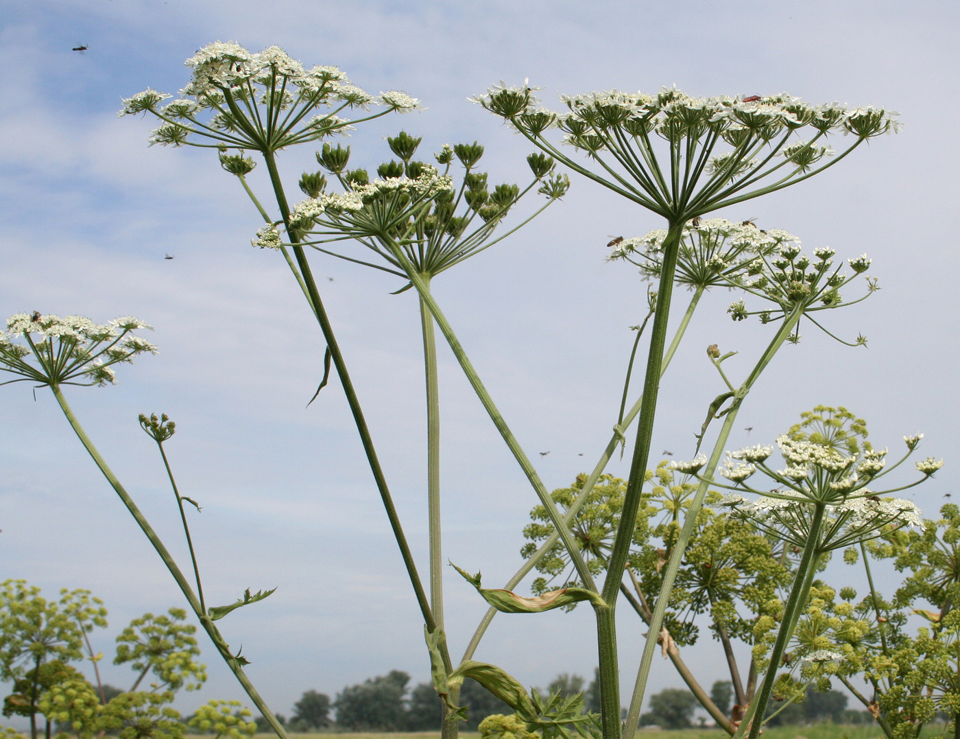 Изображение особи Heracleum dissectum.