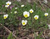 Viola hymettia