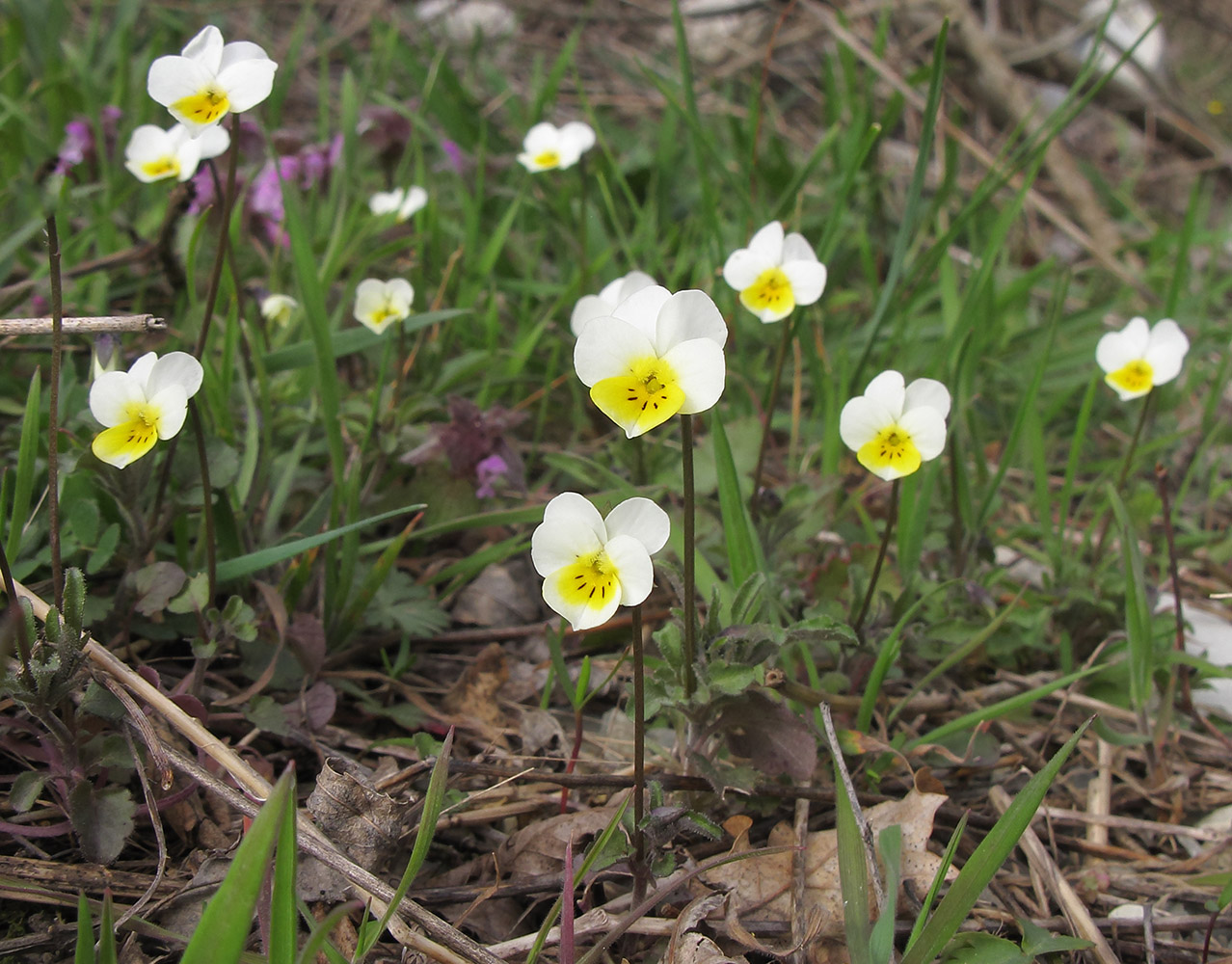 Image of Viola hymettia specimen.