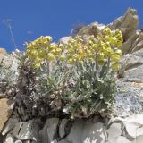 Matthiola odoratissima. Цветущее растение на уступе скалы. Краснодарский край, г. Новороссийск, мыс Шесхарис. обрывисто-осыпной береговой склон. 06.04.2014.