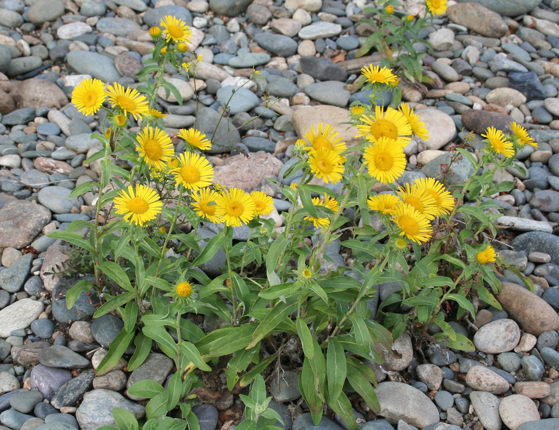 Image of Inula britannica specimen.