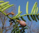 Cephalotaxus harringtonia