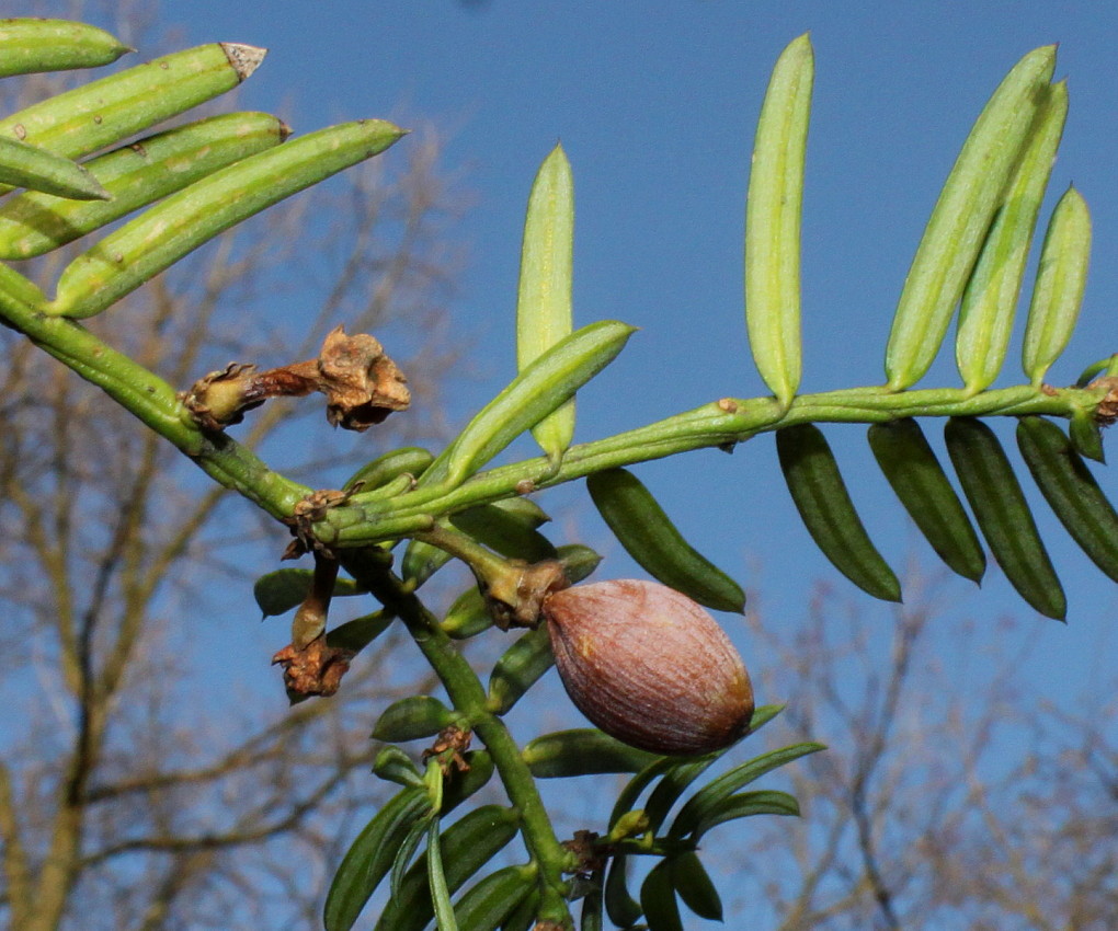 Изображение особи Cephalotaxus harringtonia.