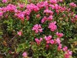 Rhododendron kotschyi