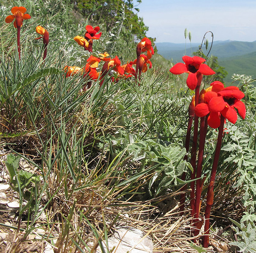 Изображение особи Phelypaea coccinea.