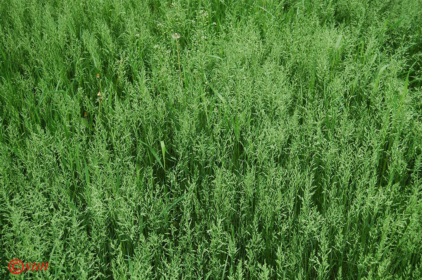 Image of Poa pratensis specimen.