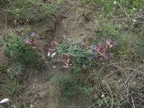 Astragalus rostratus. Цветущие растения. Азербайджан, Лерикский р-н, с. Госмальян. 03.05.2014.