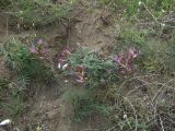 Astragalus rostratus