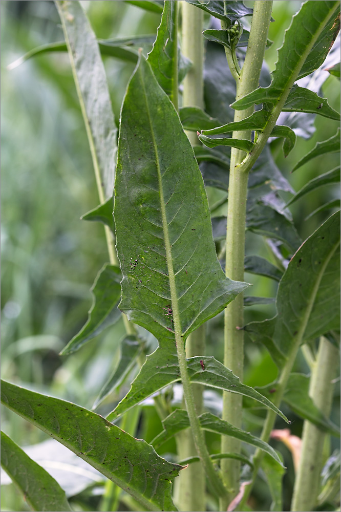 Image of Bunias orientalis specimen.