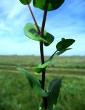 Lepidium perfoliatum. Средняя часть побега. Ростовская обл., Орловский р-н, окр. пос. Маныч, обочина степной дороги. 28.04.2014.