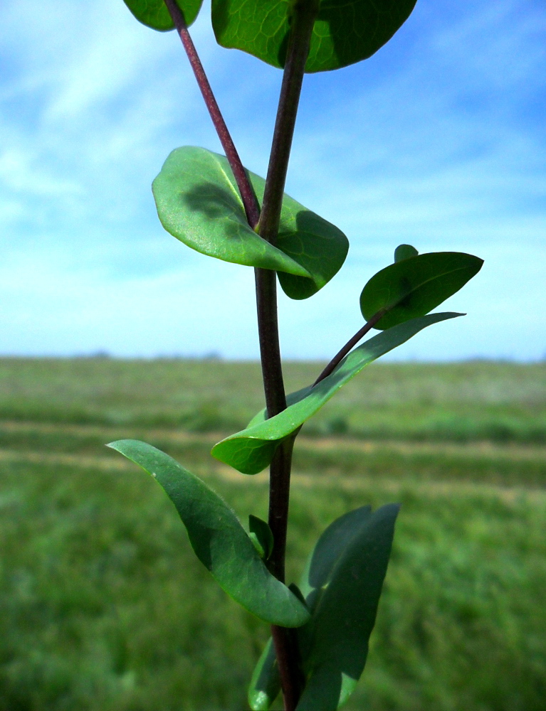 Изображение особи Lepidium perfoliatum.