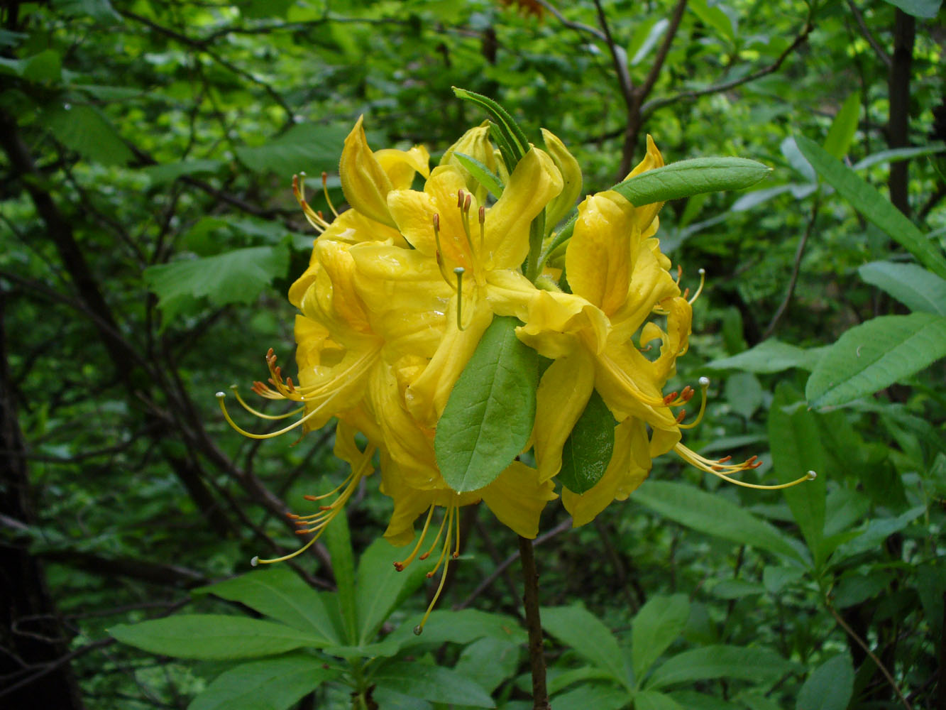 Изображение особи Rhododendron luteum.