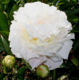 Paeonia lactiflora. Цветок и бутоны (махровый культивар). Германия, г. Дюссельдорф, Ботанический сад университета. 02.06.2014.