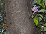 Lagunaria patersonia. Часть ствола с цветущим побегом. Израиль, Шарон, пос. Кфар Шмариягу, в культуре. 08.06.2014.