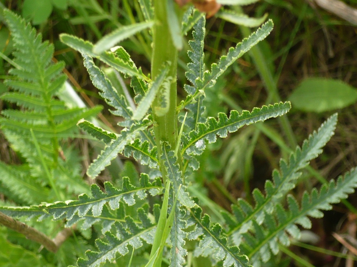 Изображение особи Pedicularis incarnata.