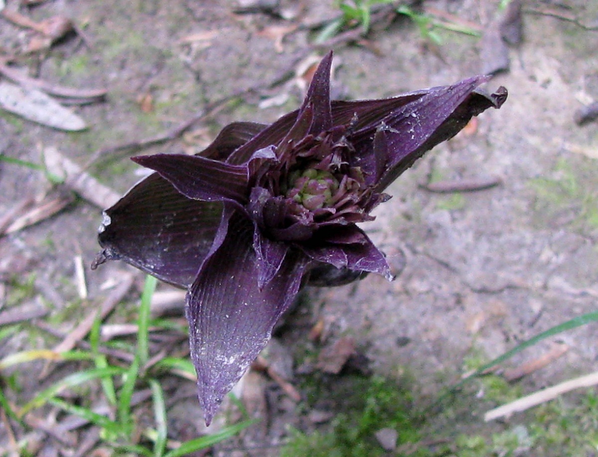 Изображение особи Epipactis purpurata.