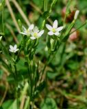 Centaurium meyeri